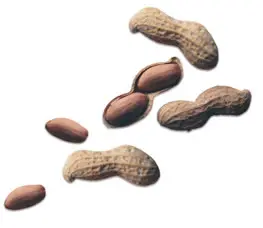Peanut and bacon chips